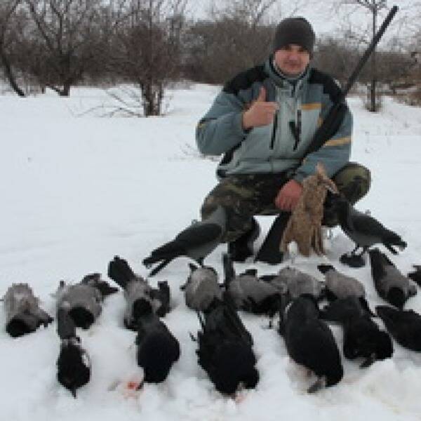 Охота на серую ворону в Украине фото