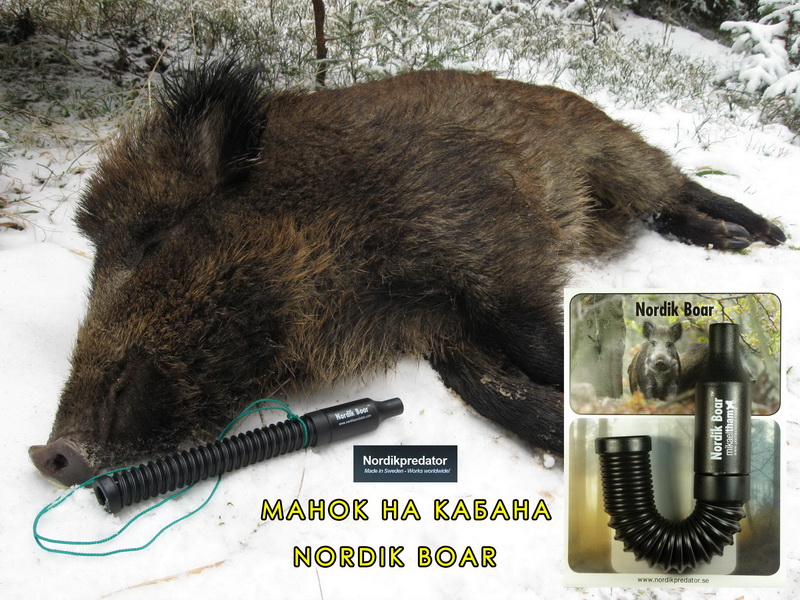 manok-na-kabana-nordik-boar