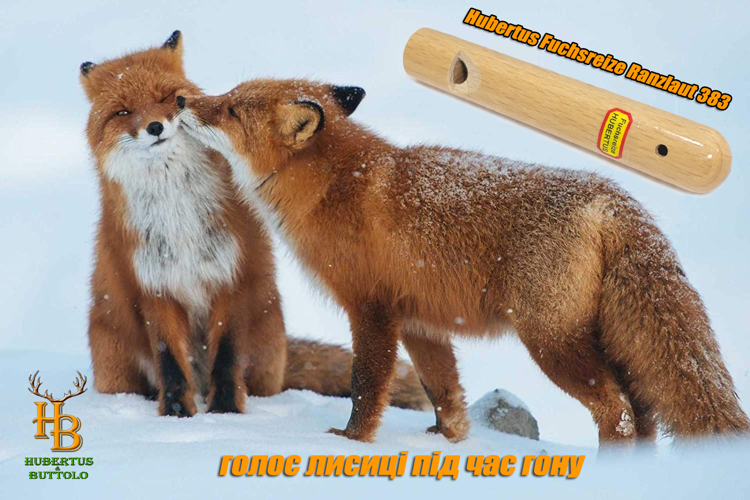 fuchsreize-ranzlaut-383-manok-na-lisu-vo-vremya-gona