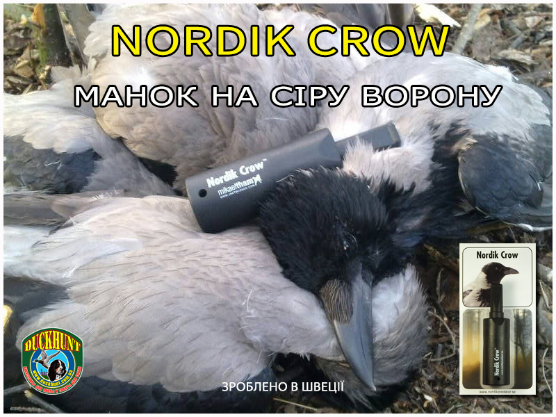 nordik_crow_manok_na_voronu