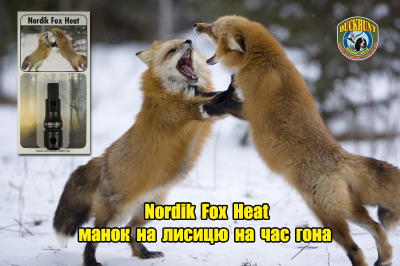 nordik_fox_heat_manok_na_lisu