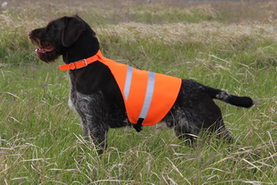 safety dog vest ss310